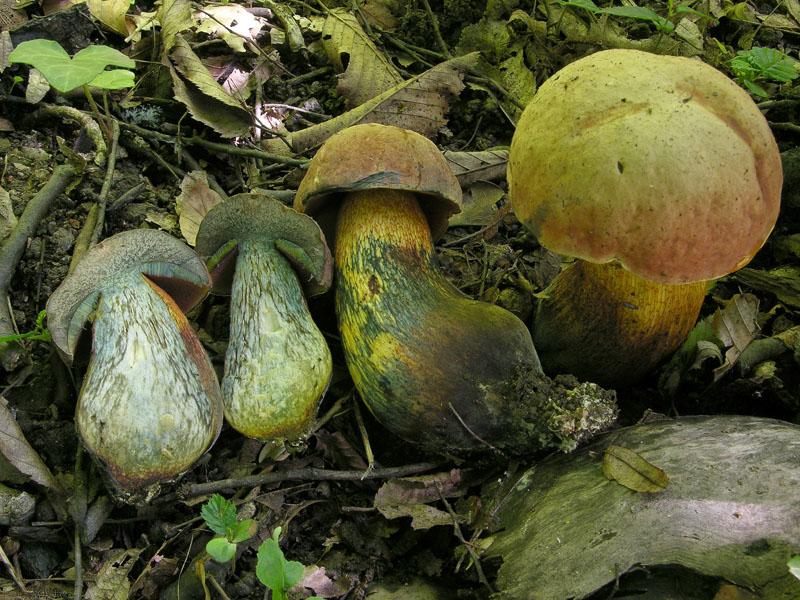 Funghi di oggi.